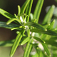 Image for article titled Sniffing Rosemary Makes You Smarter